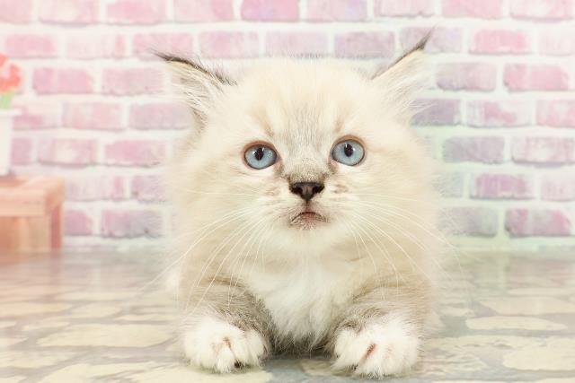 東京都のマンチカン (Coo&RIKU浅草店/2025年4月27日生まれ/女の子/シールリンクスポイント)の子猫の1枚目の画像
