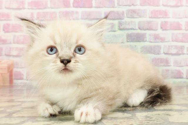 東京都のマンチカン (Coo&RIKU浅草店/2025年4月27日生まれ/女の子/シールリンクスポイント)の子猫の2枚目の画像