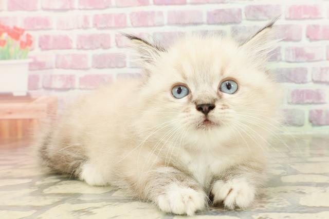 東京都のマンチカン (Coo&RIKU浅草店/2025年4月27日生まれ/女の子/シールリンクスポイント)の子猫の3枚目の画像