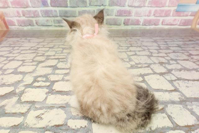 東京都のマンチカン (Coo&RIKU浅草店/2025年4月27日生まれ/女の子/シールリンクスポイント)の子猫の4枚目の画像