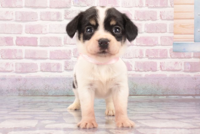 大阪府のハーフ犬・ミックス犬 (Coo&RIKU心斎橋店/2025年4月25日生まれ/女の子/トライカラー)の子犬
