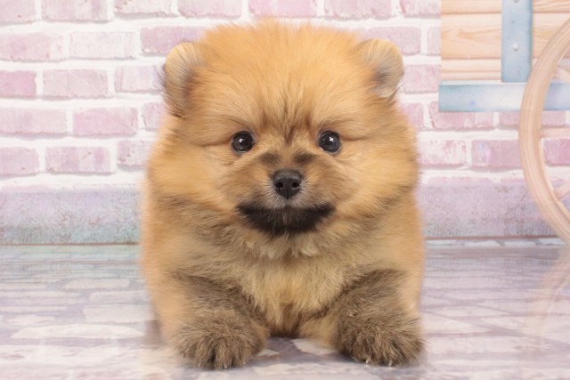 奈良県のポメラニアン (Coo&RIKU奈良富雄南店/2025年4月26日生まれ/男の子/オレンジ)の子犬の1枚目の画像