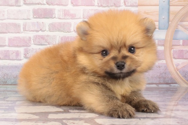 奈良県のポメラニアン (Coo&RIKU奈良富雄南店/2025年4月26日生まれ/男の子/オレンジ)の子犬の2枚目の画像