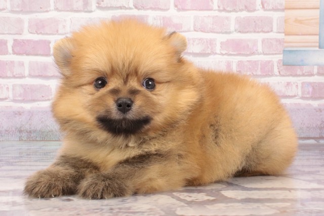 奈良県のポメラニアン (Coo&RIKU奈良富雄南店/2025年4月26日生まれ/男の子/オレンジ)の子犬の3枚目の画像