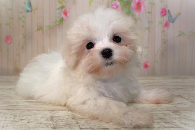 北海道のマルチーズ (Coo&RIKU室蘭店/2025年4月21日生まれ/女の子/ホワイト)の子犬の3枚目の画像