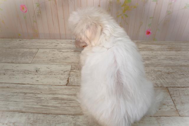 北海道のマルチーズ (Coo&RIKU室蘭店/2025年4月21日生まれ/女の子/ホワイト)の子犬の4枚目の画像