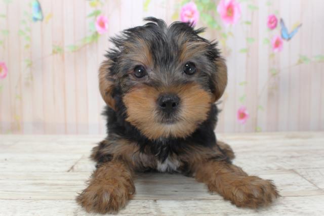 北海道のヨークシャーテリア (Coo&RIKU札幌東店/2025年4月23日生まれ/女の子/スチールブルータン)の子犬の1枚目の画像