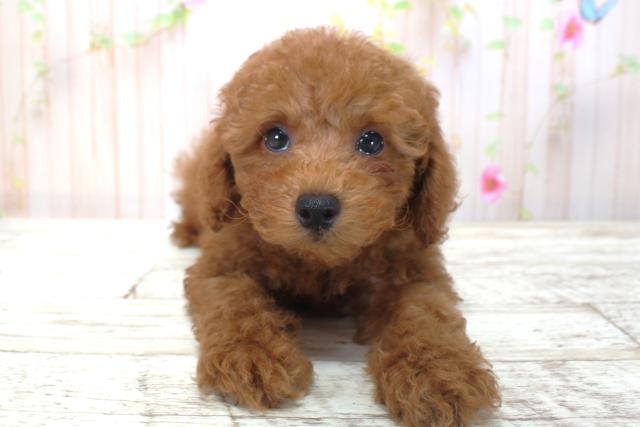 北海道のトイプードル(トイ) (Coo&RIKU函館店/2025年4月16日生まれ/男の子/レッド)の子犬の1枚目の画像