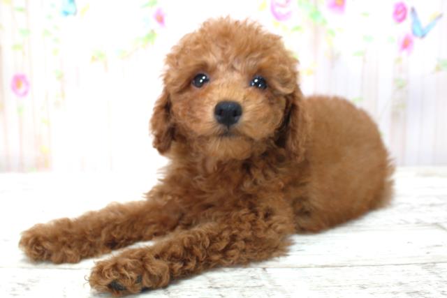 北海道のトイプードル(トイ) (Coo&RIKU函館店/2025年4月16日生まれ/男の子/レッド)の子犬の2枚目の画像