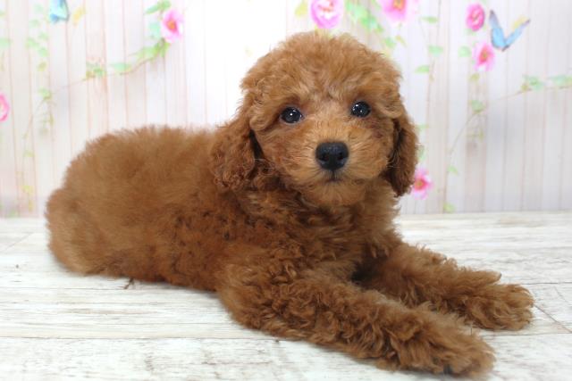 北海道のトイプードル(トイ) (Coo&RIKU函館店/2025年4月16日生まれ/男の子/レッド)の子犬の3枚目の画像