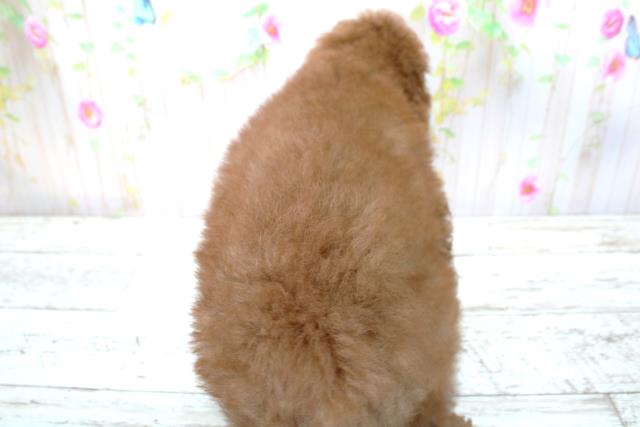 北海道のトイプードル(トイ) (Coo&RIKU函館店/2025年4月16日生まれ/男の子/レッド)の子犬の4枚目の画像