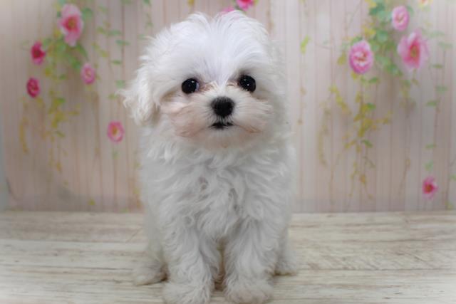 北海道のマルチーズ (Coo&RIKU岩見沢店/2025年4月20日生まれ/女の子/ホワイト)の子犬の1枚目の画像