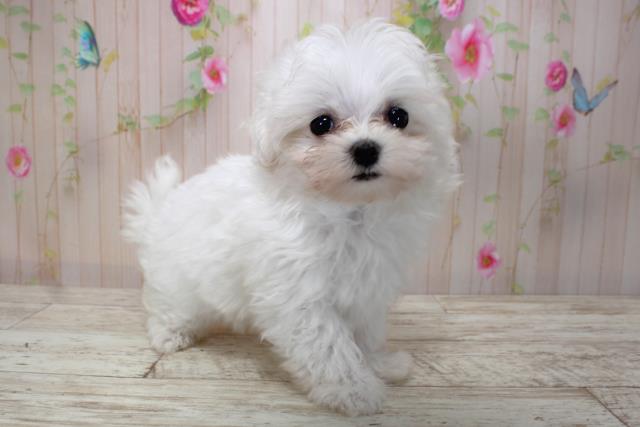 北海道のマルチーズ (Coo&RIKU岩見沢店/2025年4月20日生まれ/女の子/ホワイト)の子犬の3枚目の画像