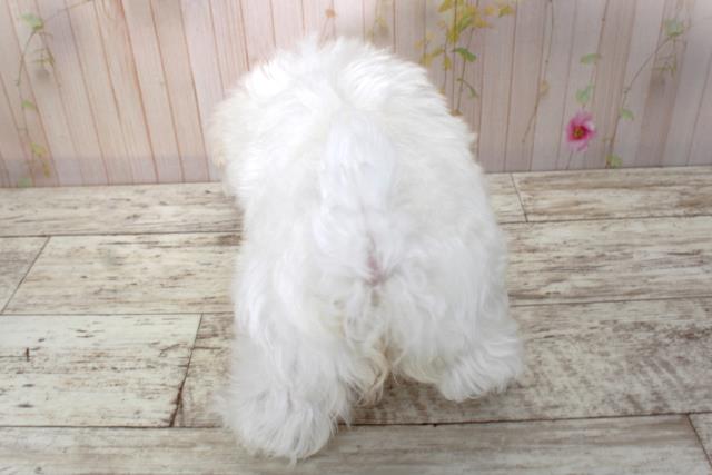 北海道のマルチーズ (Coo&RIKU岩見沢店/2025年4月20日生まれ/女の子/ホワイト)の子犬の4枚目の画像