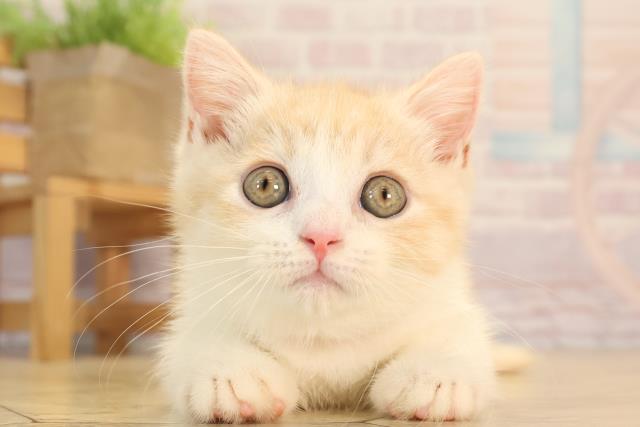 三重県のマンチカン (Coo&RIKU津高茶屋店/2025年4月24日生まれ/女の子/クリームマッカレルタビーホワイト)の子猫の1枚目の画像