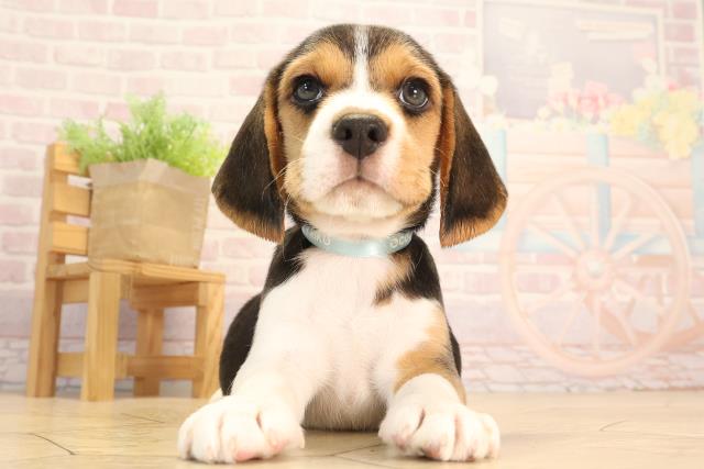 三重県のビーグル (Coo&RIKU津高茶屋店/2025年4月27日生まれ/男の子/ブラックタンホワイト)の子犬の1枚目の画像