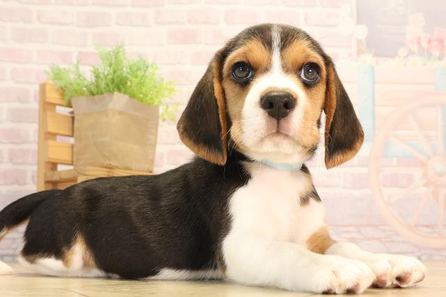 三重県のビーグル (Coo&RIKU津高茶屋店/2025年4月27日生まれ/男の子/ブラックタンホワイト)の子犬の2枚目の画像