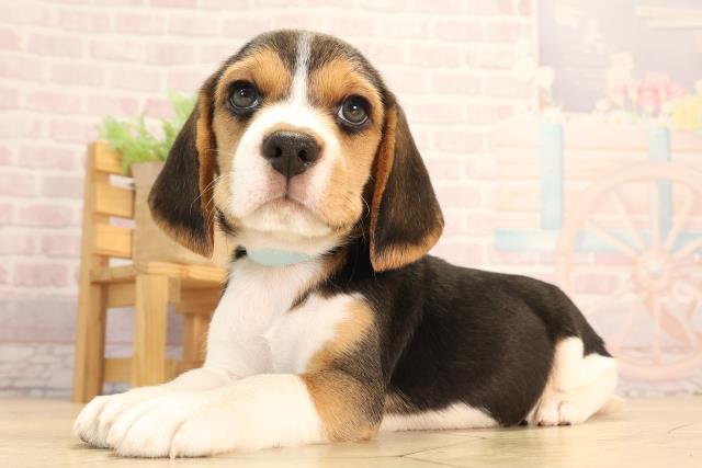 三重県のビーグル (Coo&RIKU津高茶屋店/2025年4月27日生まれ/男の子/ブラックタンホワイト)の子犬の3枚目の画像