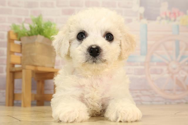 愛知県のビションフリーゼ (Coo&RIKU瀬港線守山店/2025年4月27日生まれ/女の子/ホワイト)の子犬