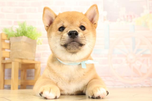 柴犬