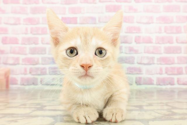 三重県のマンチカン (Coo&RIKU津高茶屋店/2025年4月23日生まれ/男の子/レッドタビー)の子猫の1枚目の画像