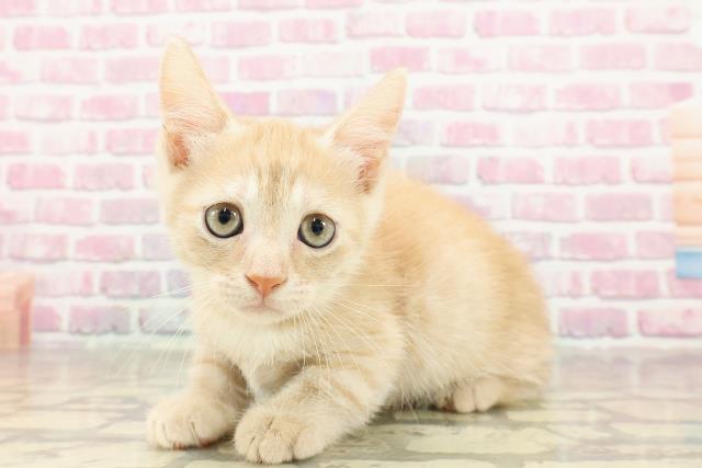 三重県のマンチカン (Coo&RIKU津高茶屋店/2025年4月23日生まれ/男の子/レッドタビー)の子猫の2枚目の画像