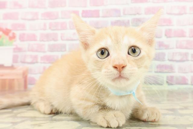 三重県のマンチカン (Coo&RIKU津高茶屋店/2025年4月23日生まれ/男の子/レッドタビー)の子猫の3枚目の画像