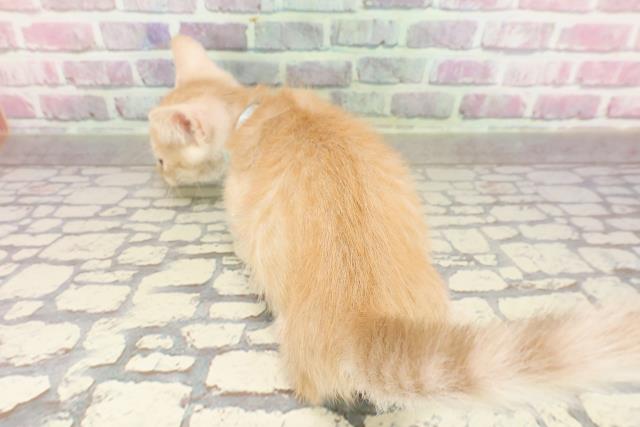 三重県のマンチカン (Coo&RIKU津高茶屋店/2025年4月23日生まれ/男の子/レッドタビー)の子猫の4枚目の画像