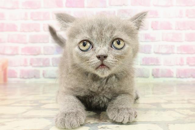 三重県のエキゾチック (Coo&RIKU津高茶屋店/2025年4月18日生まれ/男の子/ブルー)の子猫の1枚目の画像