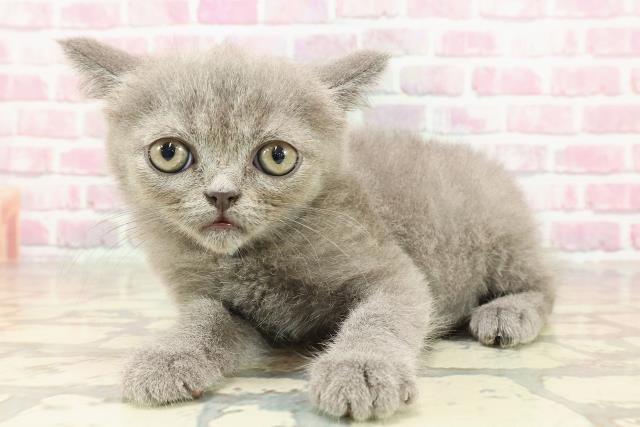 三重県のエキゾチック (Coo&RIKU津高茶屋店/2025年4月18日生まれ/男の子/ブルー)の子猫の2枚目の画像