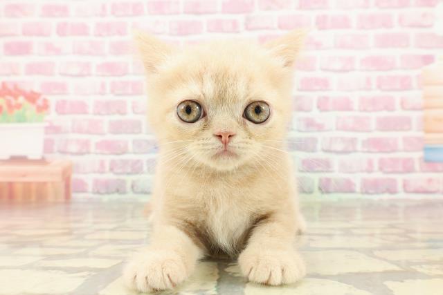 愛知県のエキゾチック (Coo&RIKU東海一宮店/2025年4月18日生まれ/男の子/クリームタビー)の子猫の1枚目の画像