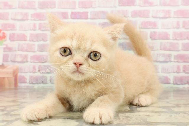愛知県のエキゾチック (Coo&RIKU東海一宮店/2025年4月18日生まれ/男の子/クリームタビー)の子猫の2枚目の画像