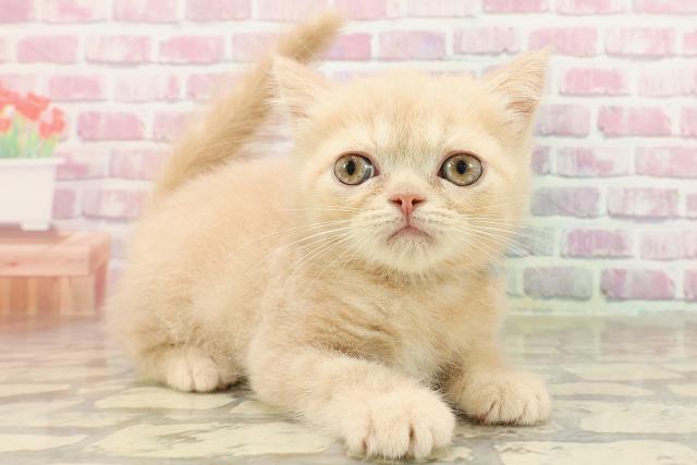 愛知県のエキゾチック (Coo&RIKU東海一宮店/2025年4月18日生まれ/男の子/クリームタビー)の子猫の3枚目の画像
