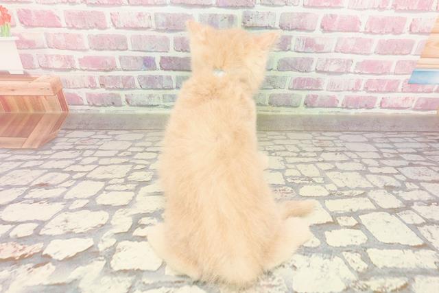 愛知県のエキゾチック (Coo&RIKU東海一宮店/2025年4月18日生まれ/男の子/クリームタビー)の子猫の4枚目の画像