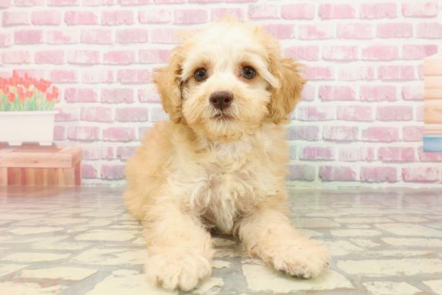 群馬県のトイプードル(トイ) (Coo&RIKU前橋店/2025年4月22日生まれ/女の子/クリーム)の子犬の1枚目の画像