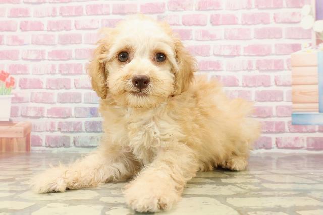 群馬県のトイプードル(トイ) (Coo&RIKU前橋店/2025年4月22日生まれ/女の子/クリーム)の子犬の2枚目の画像