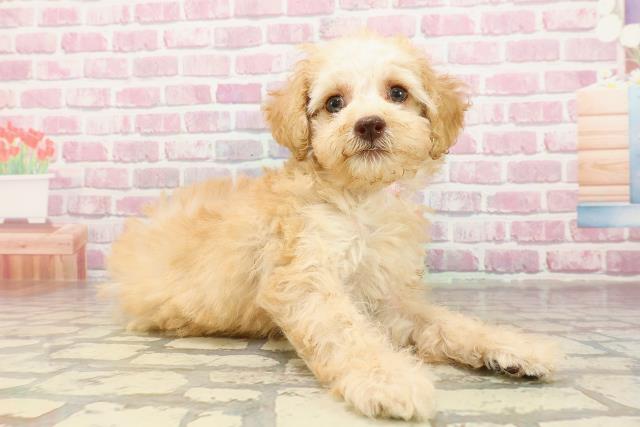 群馬県のトイプードル(トイ) (Coo&RIKU前橋店/2025年4月22日生まれ/女の子/クリーム)の子犬の3枚目の画像