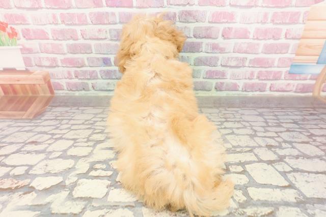 群馬県のトイプードル(トイ) (Coo&RIKU前橋店/2025年4月22日生まれ/女の子/クリーム)の子犬の4枚目の画像