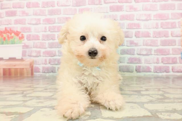 埼玉県のトイプードル(トイ) (Coo&RIKU春日部店/2025年4月17日生まれ/男の子/クリーム)の子犬の1枚目の画像