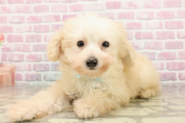 埼玉県のトイプードル(トイ) (Coo&RIKU春日部店/2025年4月17日生まれ/男の子/クリーム)の子犬の2枚目の画像