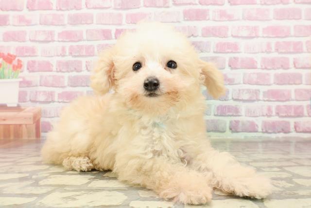 埼玉県のトイプードル(トイ) (Coo&RIKU春日部店/2025年4月17日生まれ/男の子/クリーム)の子犬の3枚目の画像