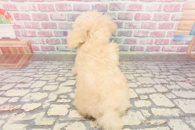 埼玉県のトイプードル(トイ) (Coo&RIKU春日部店/2025年4月17日生まれ/男の子/クリーム)の子犬の4枚目の画像