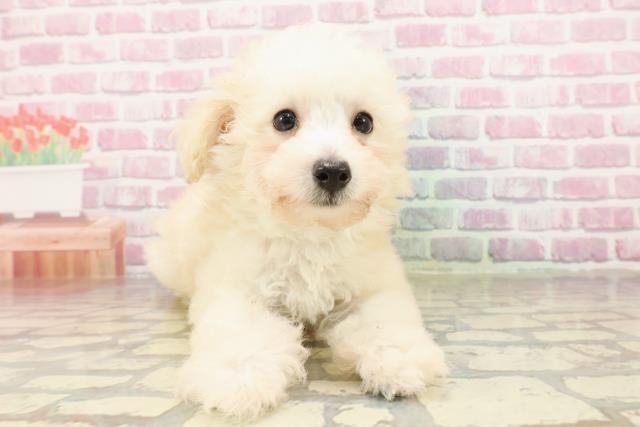 千葉県のトイプードル(トイ) (Coo&RIKUコメリパワー旭店/2025年4月17日生まれ/男の子/クリーム)の子犬の1枚目の画像