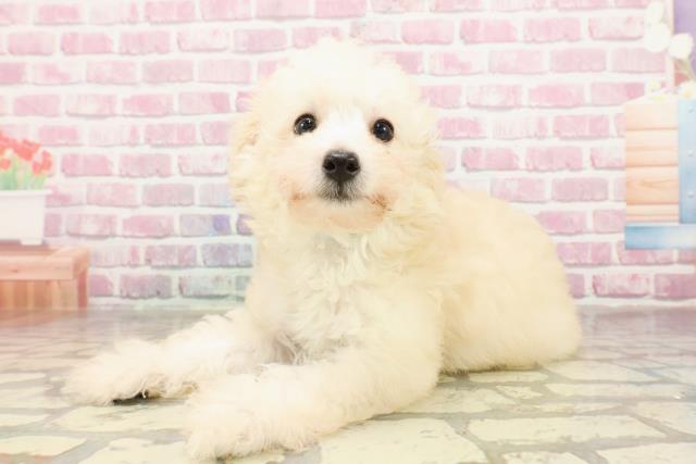 千葉県のトイプードル(トイ) (Coo&RIKUコメリパワー旭店/2025年4月17日生まれ/男の子/クリーム)の子犬の2枚目の画像
