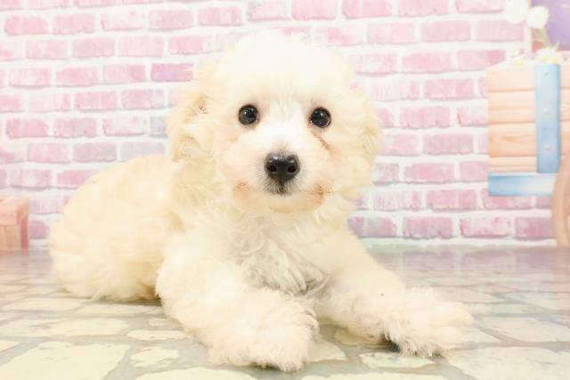 千葉県のトイプードル(トイ) (Coo&RIKUコメリパワー旭店/2025年4月17日生まれ/男の子/クリーム)の子犬の3枚目の画像