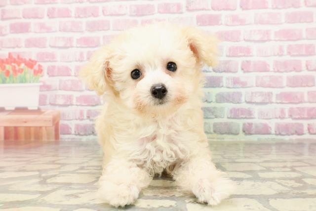 三重県のトイプードル(トイ) (Coo&RIKU津高茶屋店/2025年4月17日生まれ/女の子/クリーム)の子犬の1枚目の画像