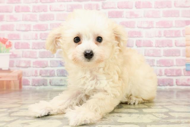 三重県のトイプードル(トイ) (Coo&RIKU津高茶屋店/2025年4月17日生まれ/女の子/クリーム)の子犬の2枚目の画像