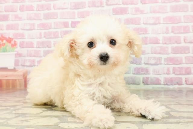三重県のトイプードル(トイ) (Coo&RIKU津高茶屋店/2025年4月17日生まれ/女の子/クリーム)の子犬の3枚目の画像