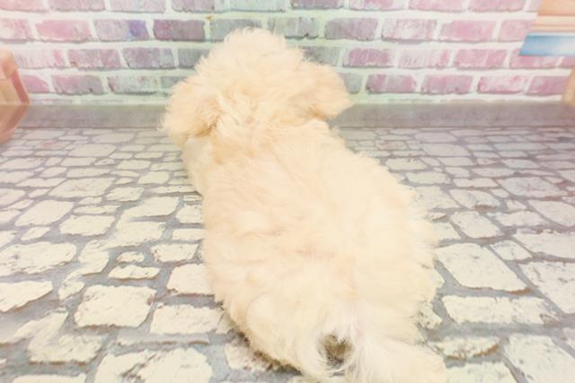 三重県のトイプードル(トイ) (Coo&RIKU津高茶屋店/2025年4月17日生まれ/女の子/クリーム)の子犬の4枚目の画像