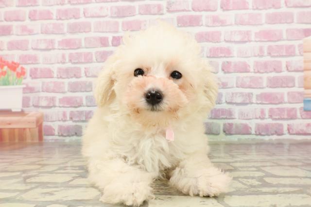 岐阜県のトイプードル(トイ) (Coo&RIKU岐南店/2025年4月17日生まれ/女の子/クリーム)の子犬の1枚目の画像